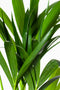 Howea-forsteriana-kentia-palm-bladstructuur.jpg