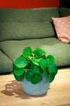 pannenkoekenplant-in-groene-venice-pot