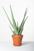 Aloe-vera-in-terracota-pot