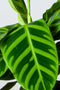 Calathea Zebrina | The Living Plant