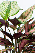Calathea Whitestar | The Living Plant
