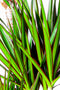 Dracaena-marginata-drakenplant-bladstructuur