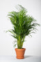 Dypsis-Lutescens-Goudpalm-in-terracota-pot