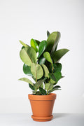 Ficus Elastica 'Robusta' | Rubberplant