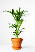 Howea-forsteriana-kentia Palm-in-terracota-pot