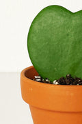 Hoya Kerrii | Hartjesplant