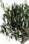 Olea Europaea | Olijfboom mini