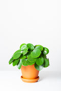 Pileapeperomioides-pannenkoekenplant-in-terracota-pot