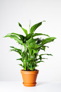 Spathiphyllum-lepelplant-in-terracota-pot