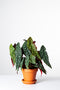 begonia-maculata-in-terracota-pot