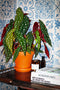 begonia-stippenplant-in-terracotta-pot