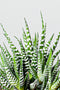 haworthia-fasciata-zebraplant-bladstructuur