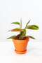 Maranta Leuconeura Fascinator Tricolor | Gebedsplant
