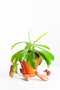 Nepenthes Alata | Bekerplant