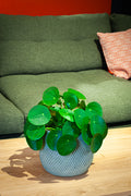 pannenkoekenplant-in-groene-venice-pot
